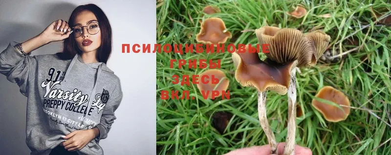 Псилоцибиновые грибы MAGIC MUSHROOMS  Безенчук 